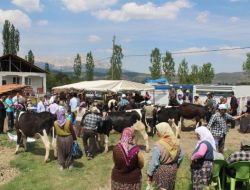Kırsal Alan Destiğiyle 30 Köylüye 120 Düve Verildi