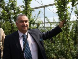 Sezonu 200 Tl’den Açan Eriğin Kilosu 50 Kuruşa Düştü