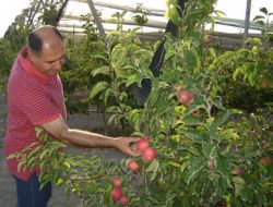 Niğde, Avrupa Ve Türkiye’nin Elma Deposu Olmak İçin Yatırımcıyı Bekliyor