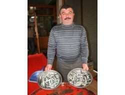 Şaşkın Hamsiler Tezgahta..