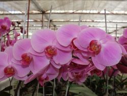 Orkideler Anneler İçin Hazırlandı