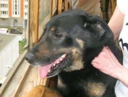 Sahibi Ölen Köpek, Apartman Dairesinde 4 Yıldır Tek Başına Yaşıyor