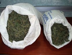 Adıyaman'da Bir Ayda 153,4 Kilogram Esrar Ele Geçirildi!!