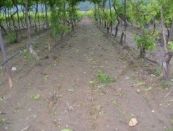 Buldan'da Üzüm Bağlarını Dolu Vurdu