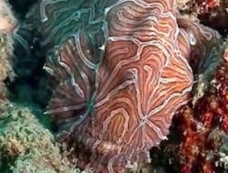 Dünyanın En Şaşırtıcı 7 Deniz Canlısı