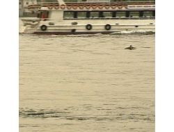 BOĞAZ'DA YUNUS SÜRPRİZİ