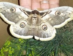 Bu Kelebek ‘pamuk’ Gibi