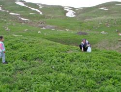 Anneler Günü'nde 3 Bin 700 Rakımlı Yaylada Pancar Topluyor