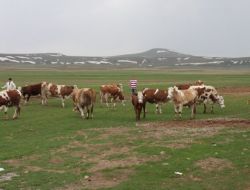Bitlis'te Hayvan Sayısında Artış Yaşandı