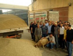 Mardin Ovasında Çiftçiler İlk Hasat Nedeniyle Kurban Kesti