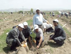Pasinler'de 4 Bin 500 Fidan Toprakla Buluştu
