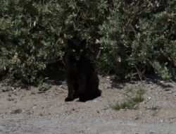 Hayırla Yâdedilmeyi Bekleyen ‘hayırsız Ada’nın Tek Sakini Siyah Kedi
