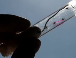 MOSKOVA’DA KENE PANİĞİ