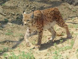 Anadolu’nun Vahşi Kedileri İzmir Doğal Yaşam Parkı'nda