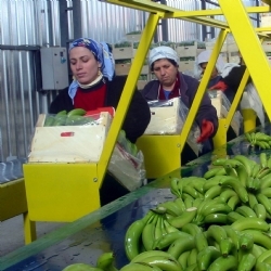 "Gdo'lu Gıdalar  Kesinlikle Yasaklanmalı"