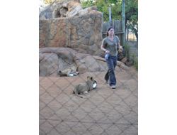 Yavru Aslan Turistin Yüzünü Parçaladı