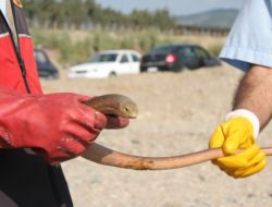 Polis Lojmanlarına Giren Yılanı İtfaiye Ekipleri Çıkardı