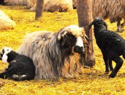 50 Aileye Dağıtılan 500 Of Koyunu, Çifter Kuzuladı