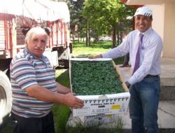 40 Bin Sırık Domates Fidesi Dağıtıldı