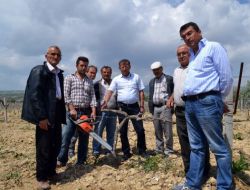 Kışın Soğuk Vuran Binlerce Dekar Üzüm Bağı Kurudu