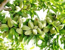 Orman Genel Müdürlüğü Ceviz Ve Badem Dikecek