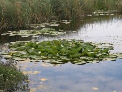 Bakanlıktan Eğirdir Gölü'ne Özel Koruma