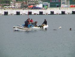 Kuşadası Sahilindeki Yaralı Yunus Kurtarılmaya Çalışıyor