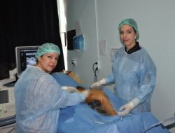 Birecik’te Varis Hastalığına Lazerle Tedavi