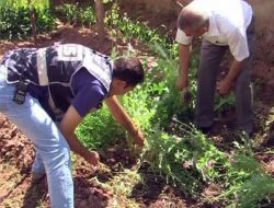 Aksaray'da 120 Kök Hint Keneviri İmha Edildi