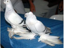 Güvercin Güzellik Yarışması