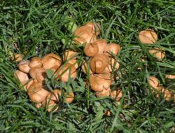 Yozgat’ta Mantar Mevsimi Başladı