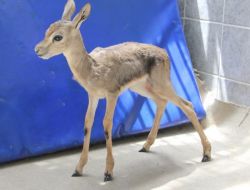 Yaralı Yavru Ceylan Tedavi Edildikten Sonra Doğal Hayata Bırakıldı