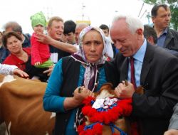 Yayla Göçü İçin Süslenen İnekler, Çok Süt Versin Diye Denizde Yıkandı