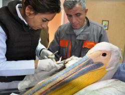 Elektrik Tellerine Takılan Pelikan Tedavi Edildi