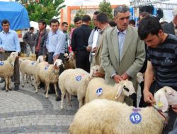 Karaman’ın En Güzel Kuzusu, Sahibine Yarım Altın Kazandırdı