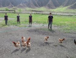 İskilip Aöl Kenelere Karşı Tavukla Mücadele Verecek