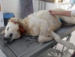 Gırtlağı Kesilen Köpeğe 2 Saatlik Operasyon