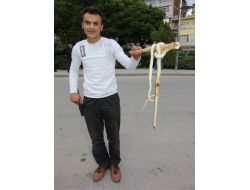 Yastık Altına Gizlenen Kıraç Yılanı Belediye Görevlisi Tarafından Çıkarıldı