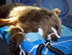 Kazada Yaralanan Yavru Ayı Ameliyat Edildi