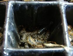 Çam Ağacı Dostu Böcekler Doğaya Bırakıldı