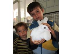 Güvercin Tutkunları Edremit'te Buluştu