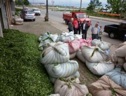 Çay Üreticileri Mağduriyetlerinin Giderilmesini İstiyor