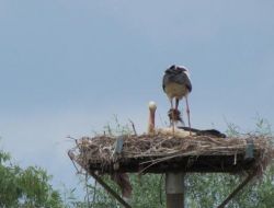 Göçmen Leyleklerin Yavruları Yumurtadan Çıkmaya Başladı