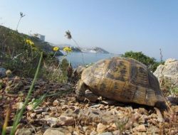 Bu Kaplumbağalar Oyuncak Değil!
