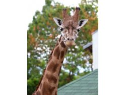 Zürafalara Uludağ'dan Özel Diyet