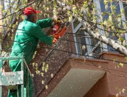 Çankaya'da Budanan Ağaçlar Fakirlere Odun Oluyor