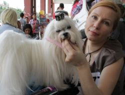 Akyurt’ta Köpek Irkları Yarışması Düzenlendi