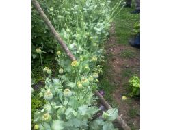 Evin Bahçesinde Ekili Haşhaş Bitkisi Ele Geçirildi