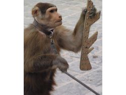 Bu Maymun Hem Eğlendiriyor Hem Kazandırıyor