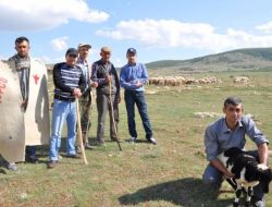 10 Bin Koyun Telef Olma Tehlikesiyle Karşı Karşıya